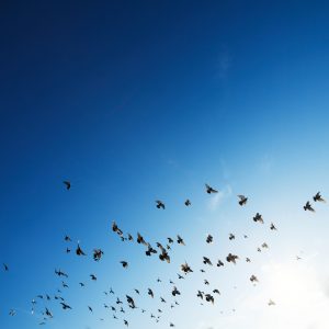 Pigeons flying in blue sky